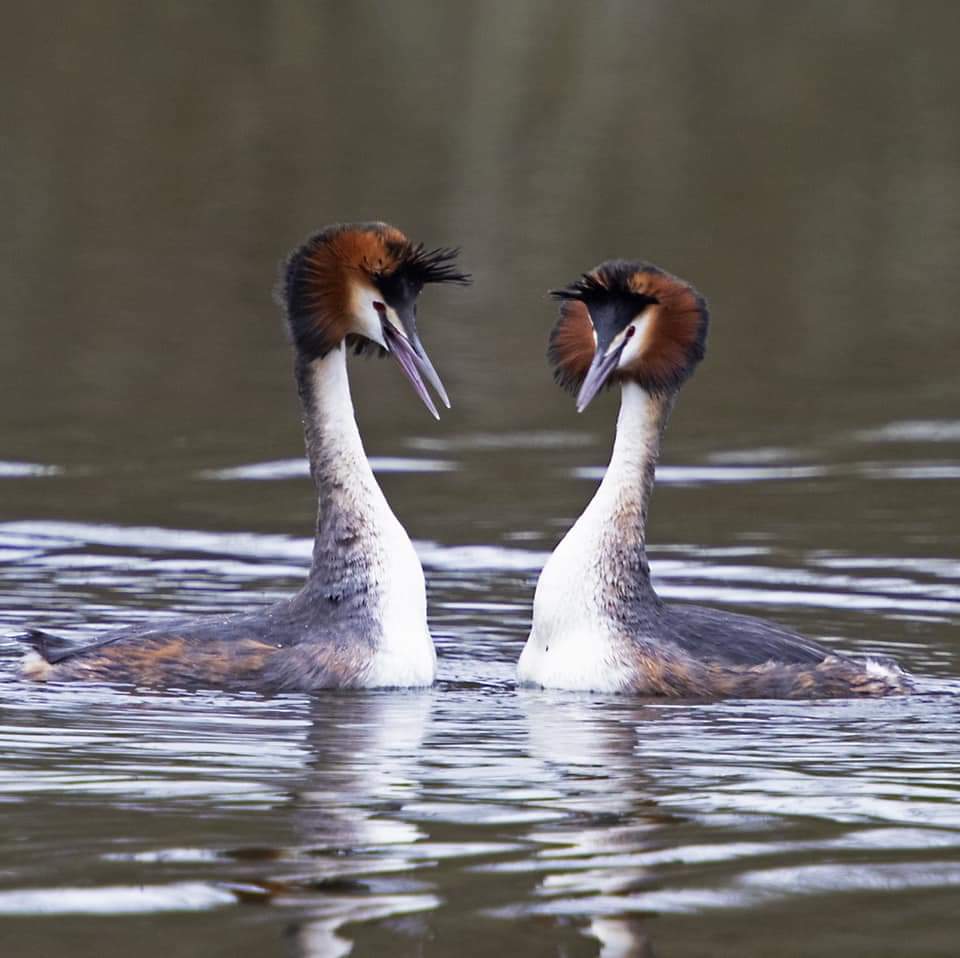 Couple de Grèbes huppé @JB